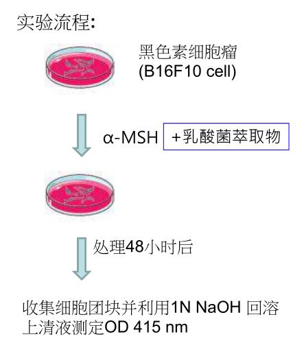 景岳副干酪乳杆菌SCP抑制皮肤黑色素实验